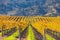 Sunny view of the vineyard landscape of Salinas Valley