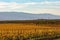 Sunny view of the vineyard landscape of Salinas Valley