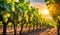 Sunny vineyard with clusters of ripe grapes in focus