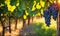 Sunny vineyard with clusters of ripe grapes in focus