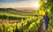 Sunny vineyard with clusters of ripe grapes in focus