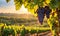 Sunny vineyard with clusters of ripe grapes in focus