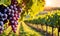 Sunny vineyard with clusters of ripe grapes in focus