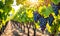 Sunny vineyard with clusters of ripe grapes in focus