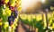 Sunny vineyard landscape with grapes