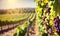 Sunny vineyard landscape with grapes