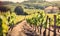 Sunny vineyard landscape with grapes