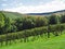 Sunny vineyards on hill