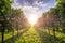 Sunny vineyards in Vipava valley, Slovenia