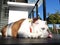On a sunny warm day, a lazy British bulldog with white and brown color kneeling on the ground