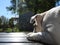 On a sunny warm day, a lazy British bulldog with white and brown color kneeling on the ground