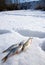 Sunny weather, deep snow and small fishes