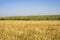 Sunny wheat field, golden ripe wheat harvest season skyline
