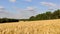 Sunny wheat field harvest agriculture footage