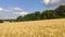 Sunny wheat field harvest agriculture panoramic