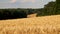 Sunny wheat field harvest crops waving in wind