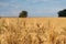 Sunny wheat field harvest with nice clouds closeup