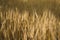 Sunny wheat field. Macro photo of ears of wheat. Rural landscape