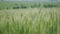 Sunny wheat fields. Farmland. Rye field slowly moving in the wind.
