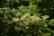 Sunny white meadowsweet flowers and green leafs