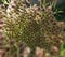 Sunny wild carrot detail