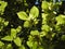 Sunny wild Hazel with leaf, branches and catkins