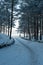 Sunny Wilderness: Snow-Drizzled Pines, Winter\\\'s Delight. Garciema Pludmale, Latvija