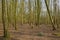 Sunny winter beech forest in the flemish countryside