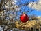 Sunny  winter Christmas day in  city park on tree red ball decoration blue skyline and birds fly snowflakes  in old town of Tallin