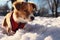 A sunny winter day, a puppys snowy adventure in the park