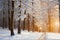 Sunny winter forest, Christmas winter landscape