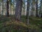 sunny winter forest with snow leftovers and green foliage