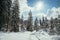 Sunny winter landscape in the nature: Footpath, snowy trees, sunshine and blue sky