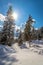 Sunny winter landscape in the nature: Snowy trees, sunshine and blue sky