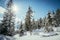 Sunny winter landscape in the nature: Snowy trees, sunshine and blue sky