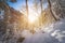 Sunny winter landscape in the nature: Snowy trees, wilderness