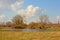 Sunny winter marsh landscape with pond and trees