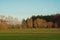 Sunny winter meadow with bare pollarded willows and pine tree forest in the background