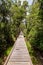 Sunny wooden trail in the jungle on the way to Camp Leakey, the most famous feeding station for Orangutans inside the park