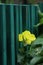 Sunny yellow flower dark green wooden fence