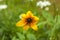 Sunny yellow flower Rudbeckia in summer garden flowerbed