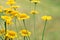 Sunny yellow flowers of dyer`s camomile