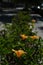 Sunny yellow flowers of Hibiscus