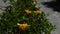 Sunny yellow flowers of Hibiscus