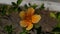 Sunny yellow flowers of Hibiscus