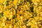 Sunny yellow succulent Crassula Ovata plant - close up background