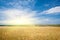 Sunny yellow wheat field and sky