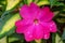 Sunpatiens `Compact Tropical Rose` macro