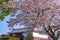 Sunpu Castle Tatsumi-Yagura during Cherry blossoms