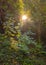 A sunray breaking through the forest canopy